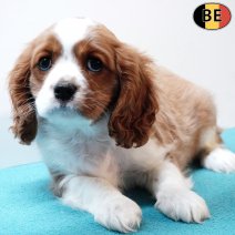 Cavalier King Charles 201225 M(BE2776) 250226.jpg
