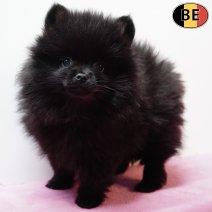 Keesje 231225 F(BE2167) 250226.jpg