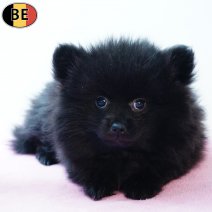 Keesje 231225 F(BE6832) 250226.jpg