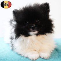 Keesje 231225 M(BE6744) 250226.jpg