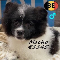 Keesje Macho 17102025 M(BE1912) 240226.jpg