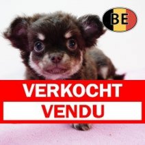 Chihuahua 211225 F (BE6072) 250226 Verkocht - Vendu.jpg