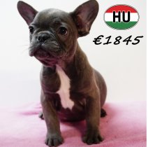 Franse Bulldog 111125 F (HU8708) 250226.JPG