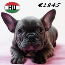 Franse Bulldog 111125 F (HU8744) 250226.JPG