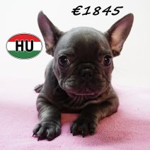 Franse Bulldog 111125 F (HU8745) 250226.JPG