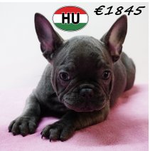 Franse Bulldog 111125 F (HU8746) 250226.JPG