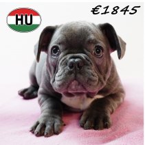Franse Bulldog 111125 F (HU8747) 250226.JPG