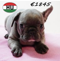 Franse Bulldog 111125 F (HU8748) 250226.JPG