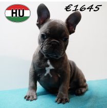 Franse Bulldog 111125 M (HU8706) 250226.JPG
