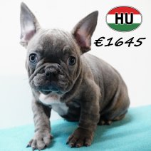 Franse Bulldog 111125 M (HU8742) 250226.JPG
