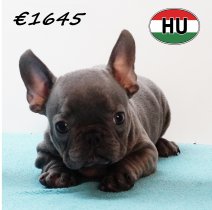 Franse Bulldog 111125 M (HU8743) 250226.JPG