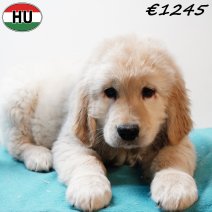 Golden Retriever 091125 M(HU8667) 250226.jpg