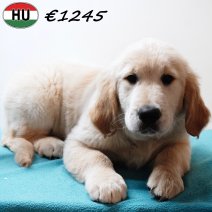 Golden Retriever 091125 M(HU8673) 250226.jpg