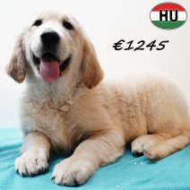 Golden Retriever 091125 m(HU8674) 250226.jpg