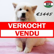 Chow Chow 141025 F(HU8970) 110226 verkocht - vendu.jpg