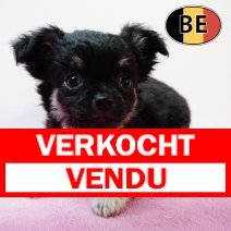 Chihuahua 211225 F (BE6076) 250226.JPG verkocht-vendu
