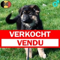 Duitse Herder Langhaar 021225 M(BE6074) 250226.jpg verkocht-vendu