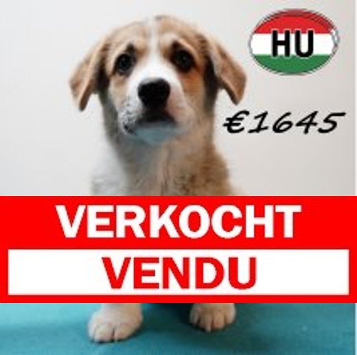 Welsh Corgi 101125 M (HU8702) 250226 Verkocht - Vendu.jpg