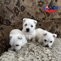 Westy af te halen rond 150326.jpg