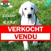 Labrador Lester 091025 M(HU8573) 250226 verkocht - vendu .jpg