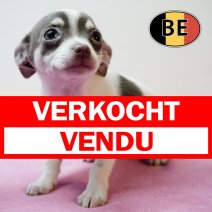 Chihuahua 211225 F (BE6025) 250226 verkocht - vendu.jpg