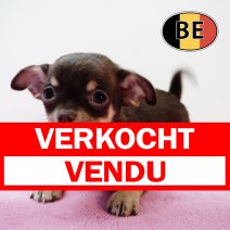 Chihuahua 211225 F (BE6029) 250226 verkocht - vendu.jpg