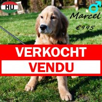 Golden Retriever Marcel 091025 M(HU8616) 250226 verkocht - vendu.jpg