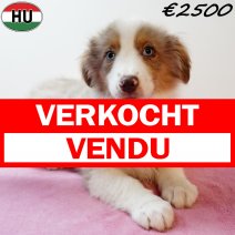 Miniature American Shepherd 050925 F(HU6899) 201225 verkocht - vendu.jpg