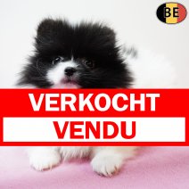 Keesje 231225 F(BE1023) 250226 verkocht - vendu .jpg
