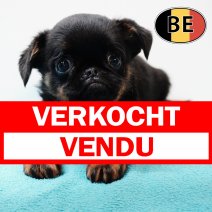 Griffon Brabancon 051225 M (BE6055) 200225 verkocht - vendu.jpg