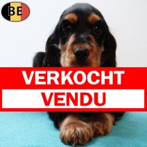 Engelse Cocker 021225 M(BE2702) 110226 verkocht - vendu.jpg