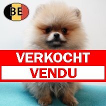 Dwergkees 151025 M (BE6145) 300126 verkocht - vendu.jpg