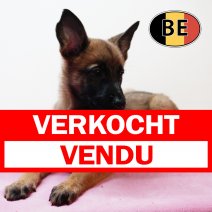 Mechelaar 171225 F (BE1084) 250226 verkocht - vendu.jpg