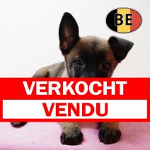 Mechelaar 171225 F (BE1088) 250226 verkocht - vendu.jpg