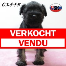 dwergschnauzer 290925 F (SK9294) 130126 verkocht - vendu .jpg