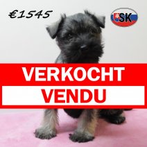 dwergschnauzer 290925 F (SK9298) 130126 verkocht - vendu .jpg