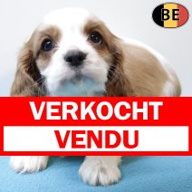 Cavalier King Charles 011225 M(BE6130) 060226 verkocht - vendu.jpg
