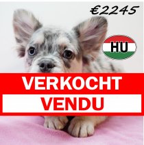 Franse Bulldog FLUFFY 111125 F (HU8709) 250226 verkocht - vendu.jpg