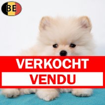 Dwergkees 111225 M(BE3292) 110226 verkocht - vendu.jpg