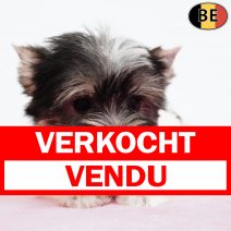 Biewer Yorkshire 071225 F(BE1177) 180226 verkocht - vendu .jpg