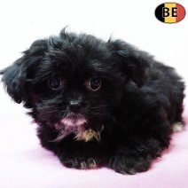 Yorkinese (York X Pekingees) 111225 F(BE5947) 020326.jpg