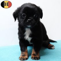 Yorkinese (York X Pekingees) 111225 M(BE5942) 020326.jpg