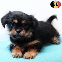 Yorkinese (York X Pekingees) 111225 M(BE5979) 020326.jpg