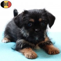 Yorkinese (York X Pekingees) 111225 M(BE6003) 020326.jpg