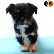 Yorkinese (York X Pekingees) 111225 M(BE6091) 020326.jpg