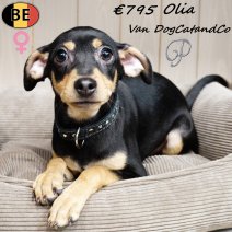 Pinscher Olia (met stamboom) 210925 F(BE0872) 230126..jpg