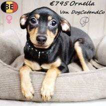 Pinscher Ornella (met stamboom) 210925 F(BE0876) 230126..jpg
