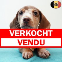 Teckel 171225 M(BE2999) 200226 verkocht - vendu.jpg