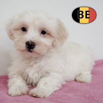 Maltezer 231225 F (BE5930) 270225.JPG