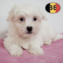 Maltezer 231225 F (BE6017) 270225.JPG